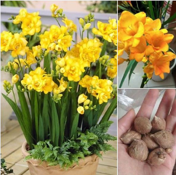 Bộ 5 củ giống hoa lan nam phi nhiều màu - ( Kèm 5 viên nén xơ dừa ươm củ )