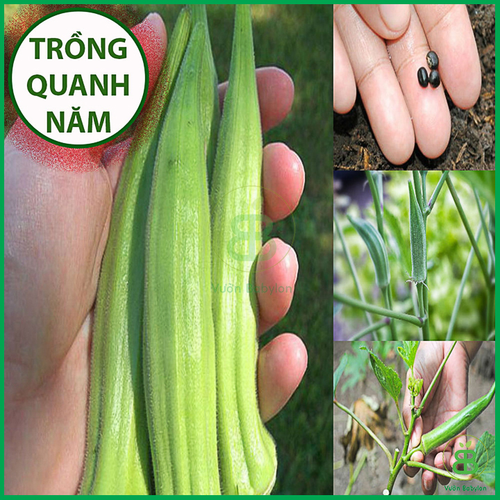 20Gr Hạt Giống Đậu Bắp Xanh Cao sản