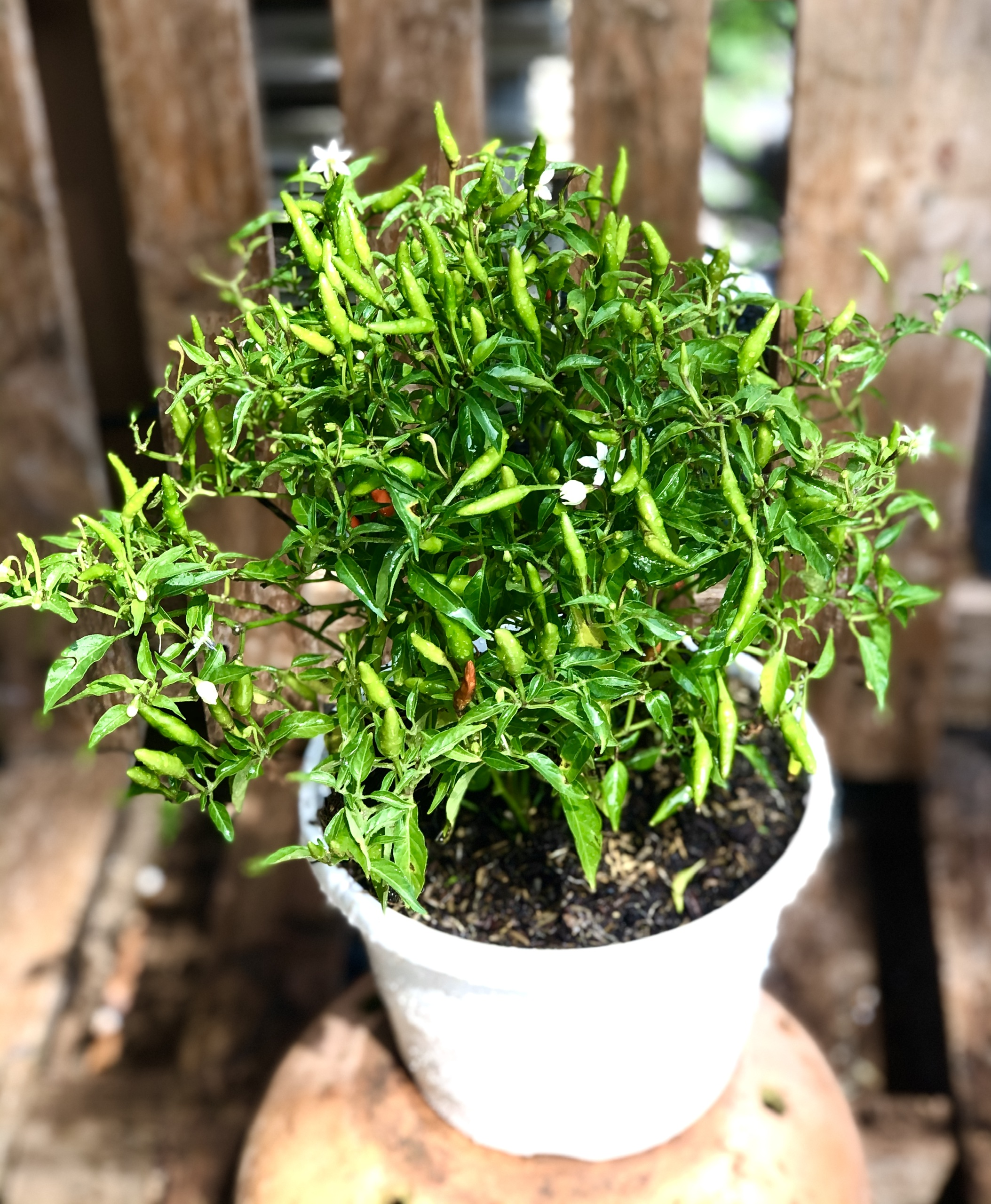 Chậu cây ớt Chỉ Thiên + Tặng kèm túi phân trùn quế, phân sạch