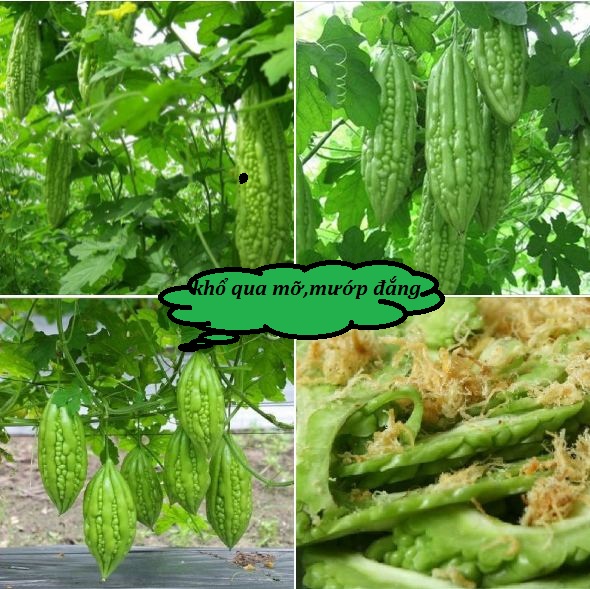 Hạt giống khổ qua mỡ ta -gói 10 hạt