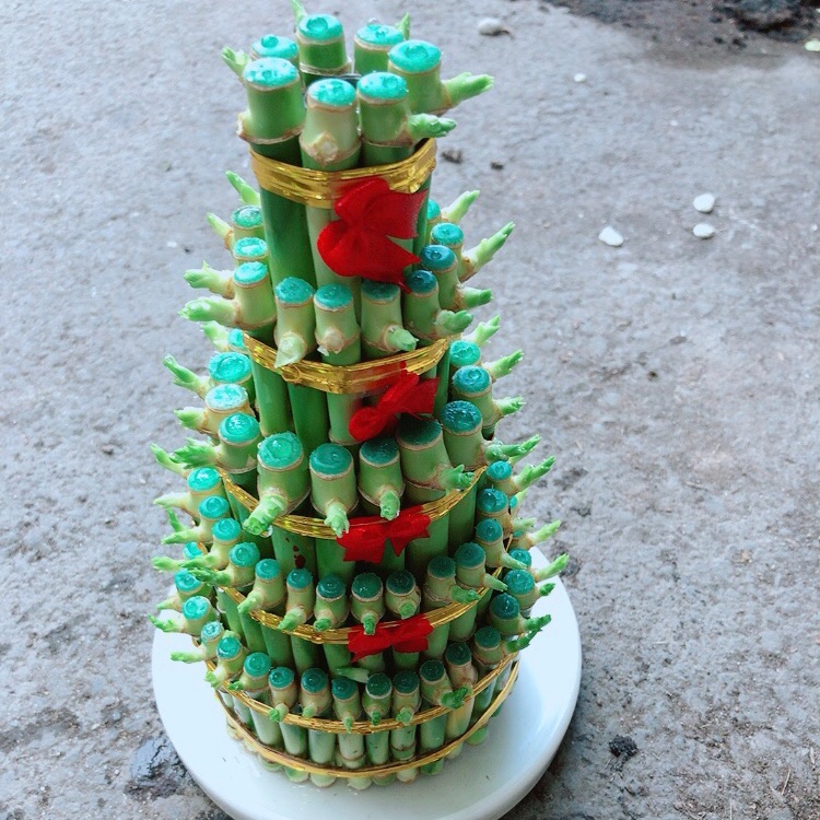 Chậu trúc phát tài size lớn
