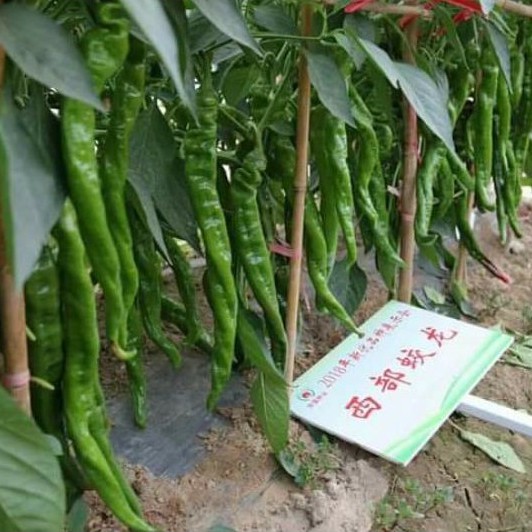 50H - Hạt giống Ớt Cá Ngựa Nhập Khẩu