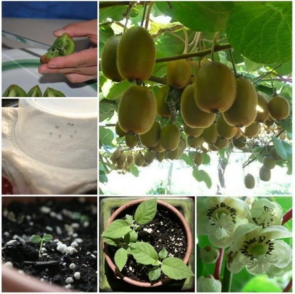 Hạt giống cây ăn tráikiwi- ( TẶNG gói kích thích hỗ trợ hạt nảy mầm)
