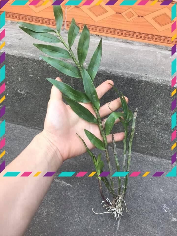 Hoa Lan hoàng thảo lụa(1 khóm)