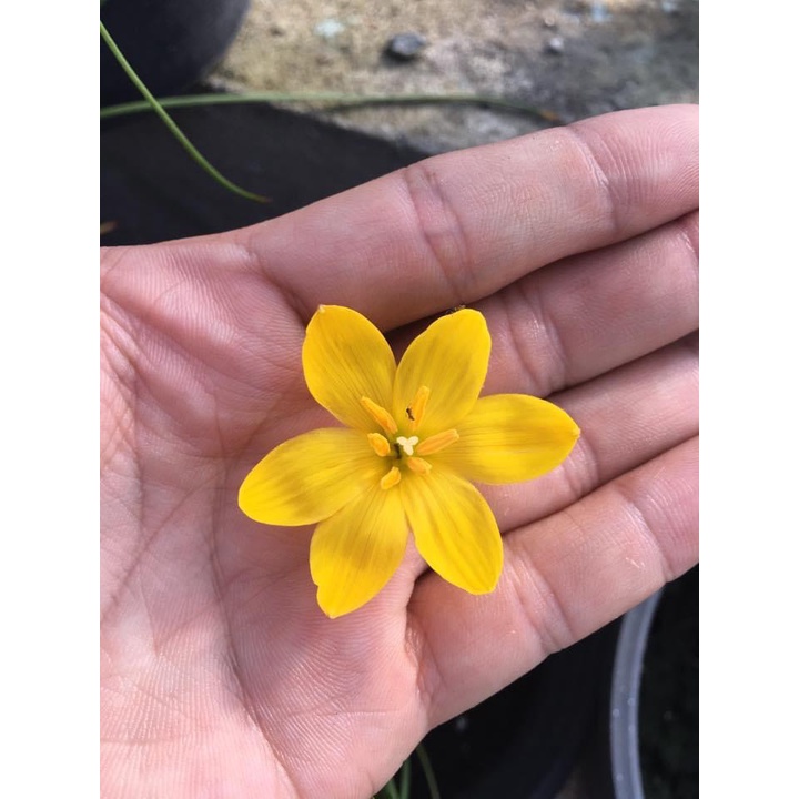 Củ huệ mưa ngoại Citrina chuẩn mặt hoa
