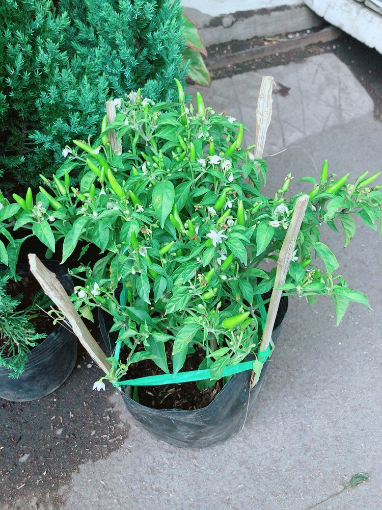 [HCM]Cây Ớt Hiểm