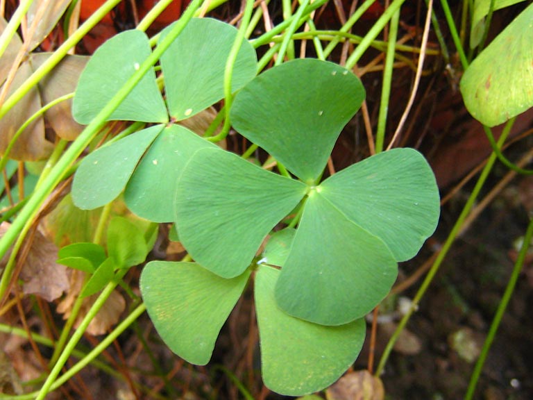 rau bợ phơi khô 1 ký