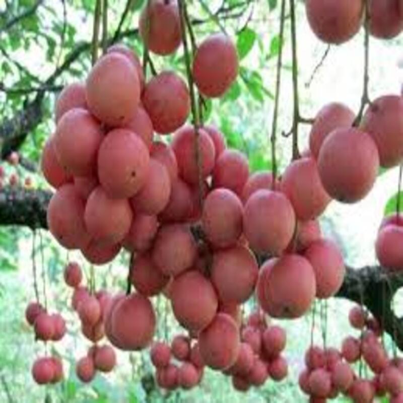 Cây giống Dâu da đất cây giống chuẩn cho năng suất cao