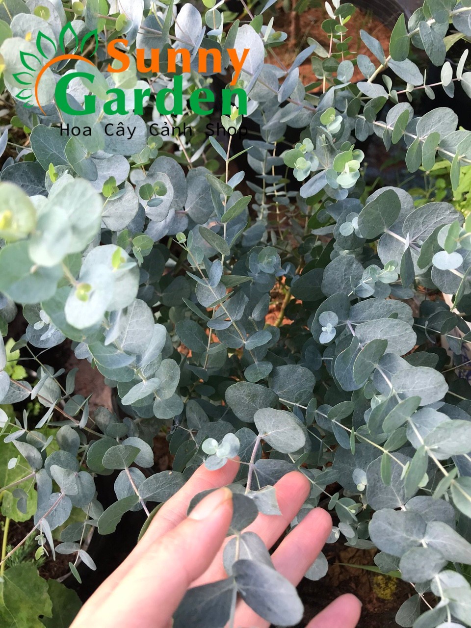 Cây Khuynh Diệp (Silver dola, Lá Bạc, Lá Táo) - Cây Phong Thủy