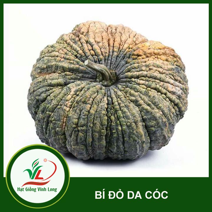 Hạt giống Bí đỏ da cóc RD 565 - 5 hạt