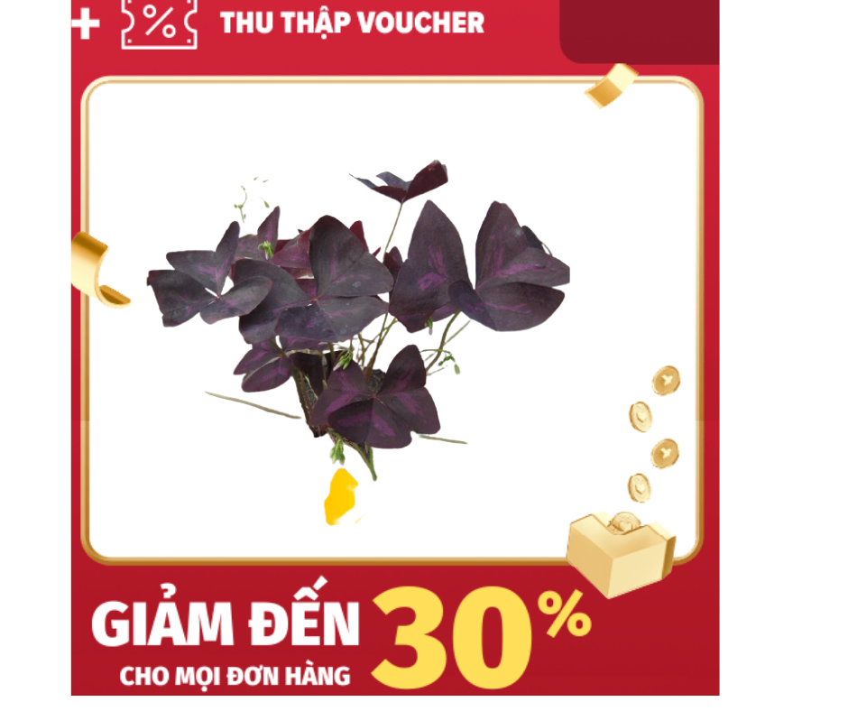[HCM]Khu Vườn combo 3 Củ Hoa Bướm Đêm 3 Lá Tím .
