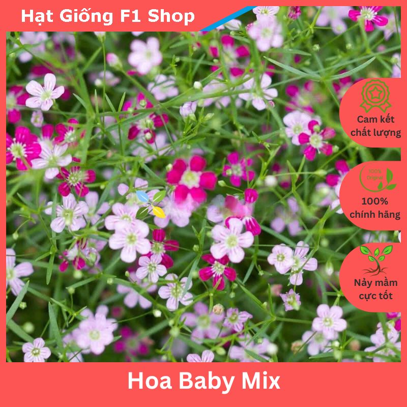 Hạt Giống Hoa Baby Nhiều Màu Mix Trồng Chậu (066.F1)