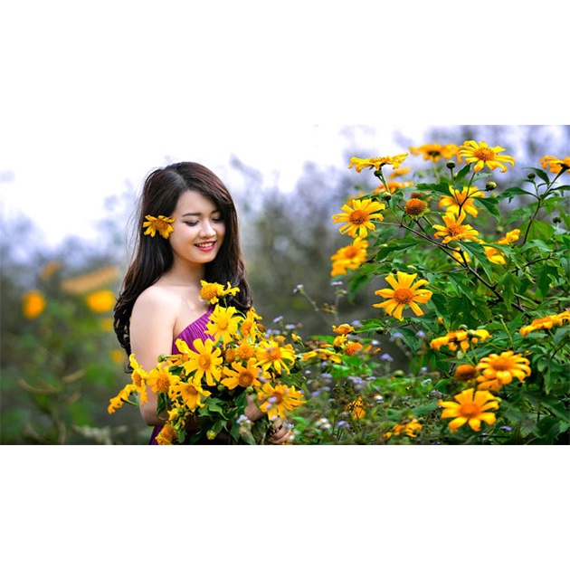 MJ442 HẠT GIỐNG HOA DÃ QUỲ MIX MÀU - 50 Hạt