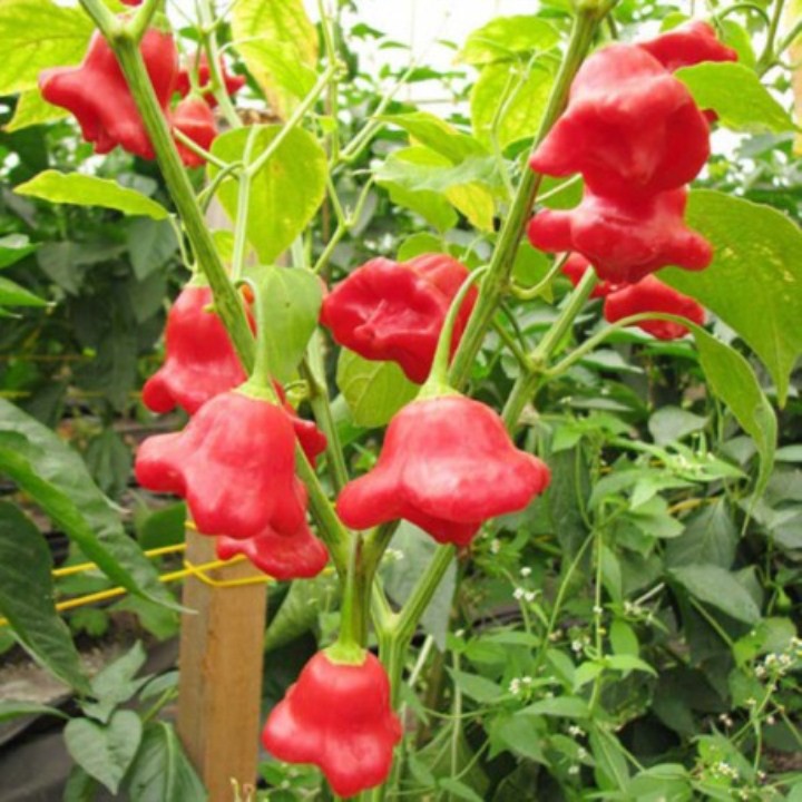 30 Hạt Giống Ớt Hoa Hồng