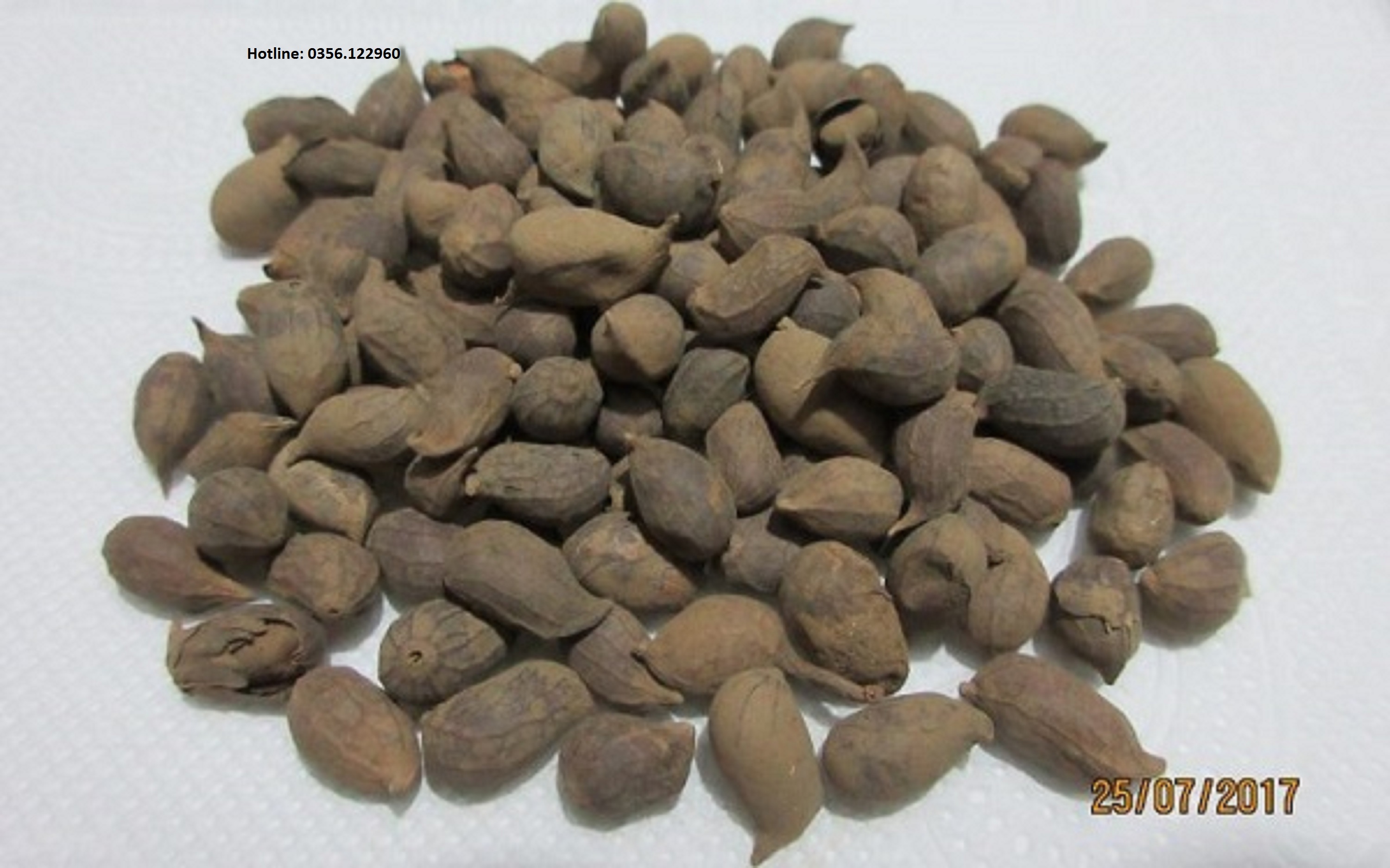 Hạt giống cỏ lạc dại (đậu phộng) trồng thảm 100g (khoảng 650-700 hạt)
