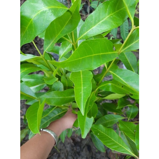 (PHẠM GIA FARM) Cây vối nếp thơm có thể trồng chậu