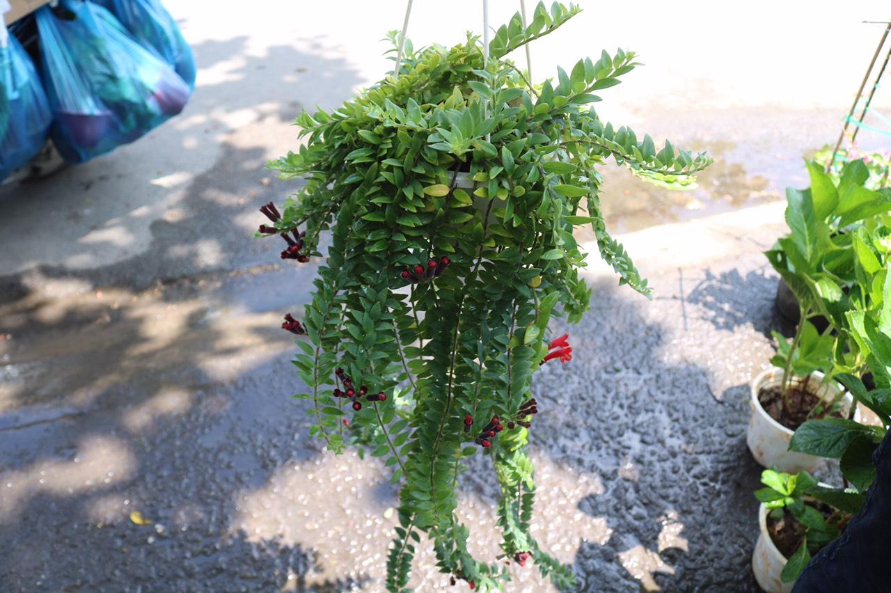 Chậu treo dây Son Môi