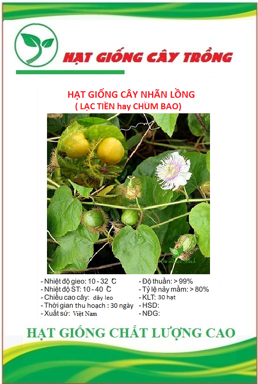 Hạt giống cây nhãn lồng - Gói 30 hạt