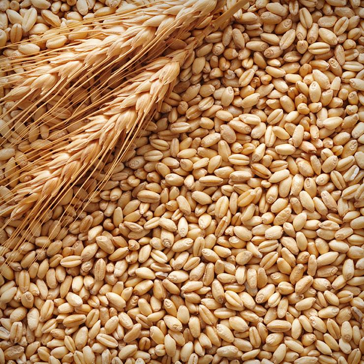 4kg hạt đại mạch (Barley Seed) dinh dưỡng cho Pet.