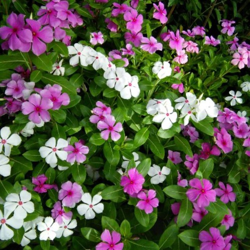 CHẬU HOA DỪA CẠN SIÊU ĐẸP - NCHDCSD