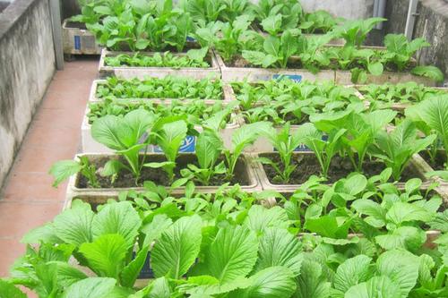 Hạt Giống Rau Cải Mơ Rau Cải Ngon