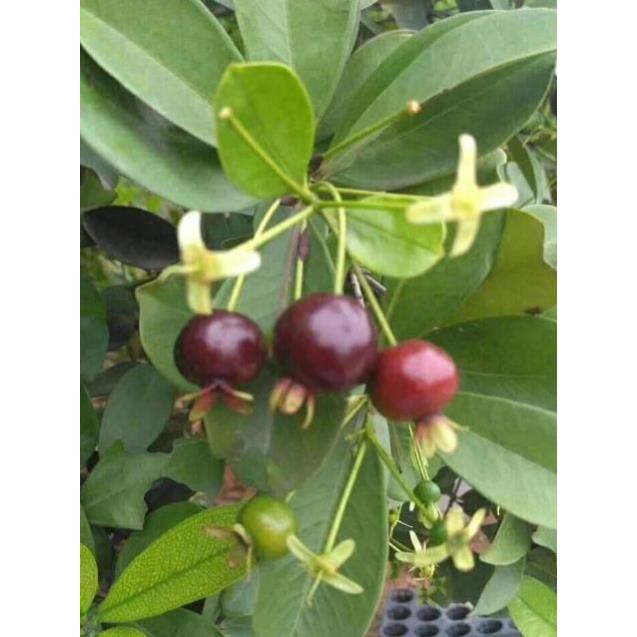 sản phẩm CÂY GIỐNG CHERRY BRAZIL