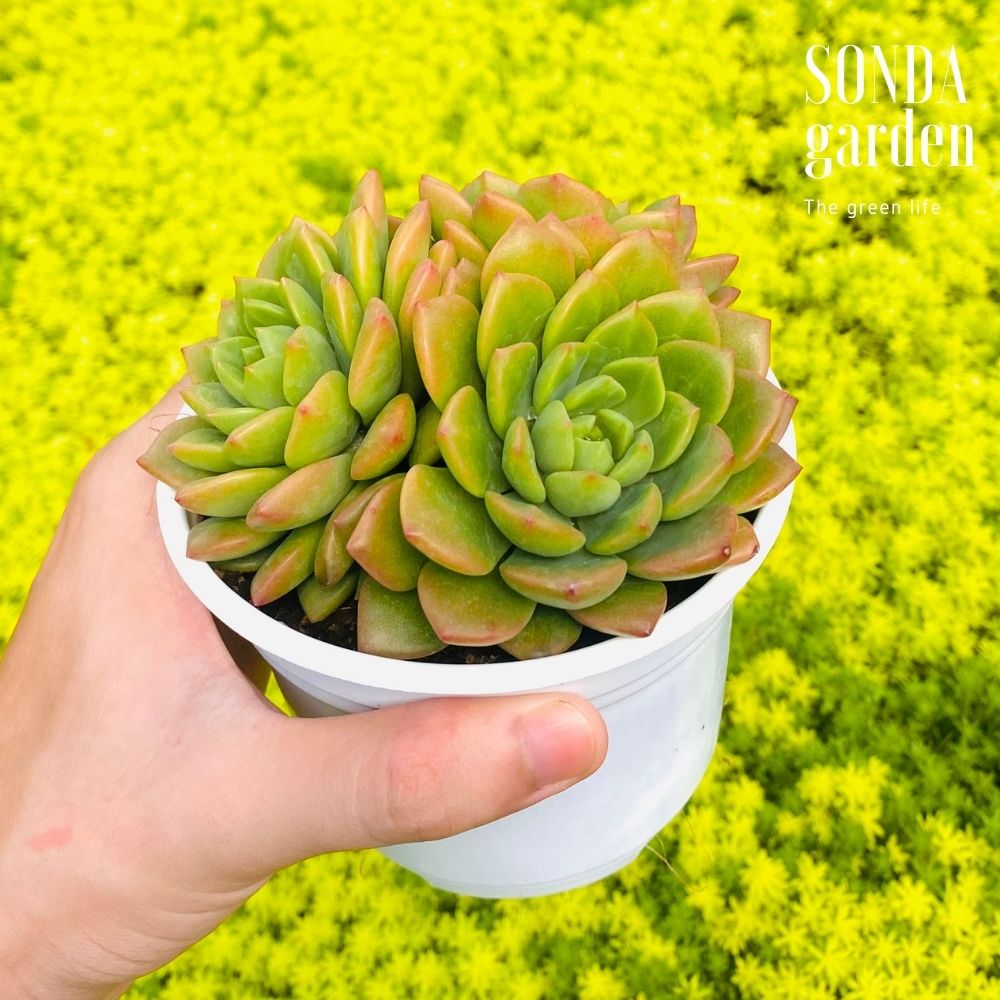 SEN ĐÁ MẶT TRỜI SIZE TRUNG BÌNH KHOẺ ĐẸP LỖI 1 ĐỔI 1