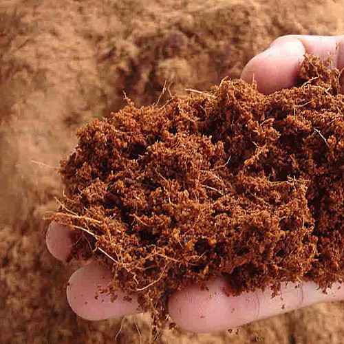 Hạt Giống MẦM RAU MUỐNG - 50GRAM