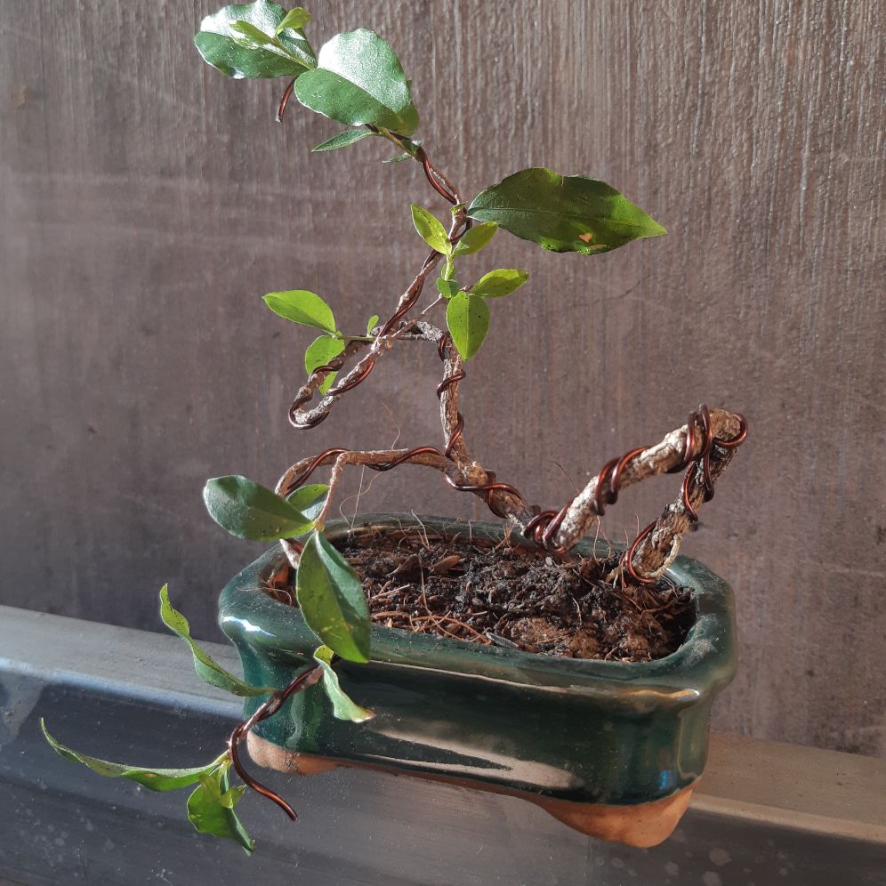 hồng ngọc mai bonsai siêu mini