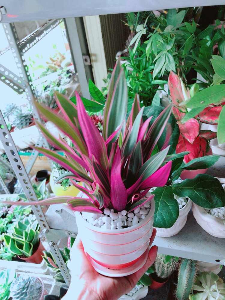 Chậu Cây Bảy Sắc Cầu Vòng