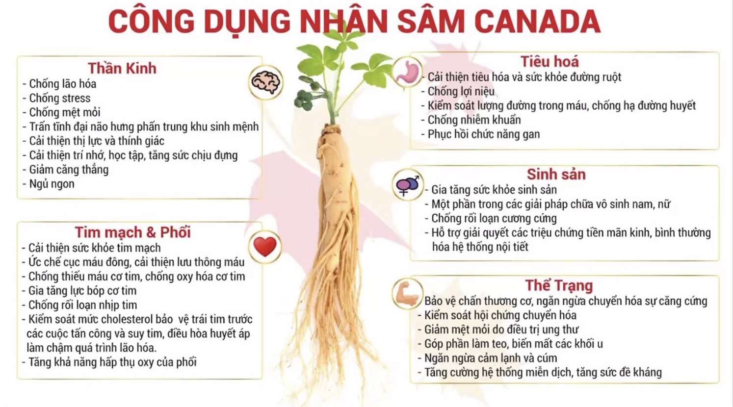 Nhân Sâm Hoà Tan CND GINSENG Red