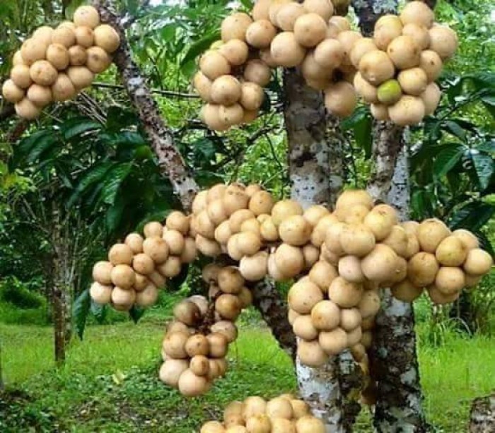 Cây giống bòn bon siêu sai quả - cây giống f1