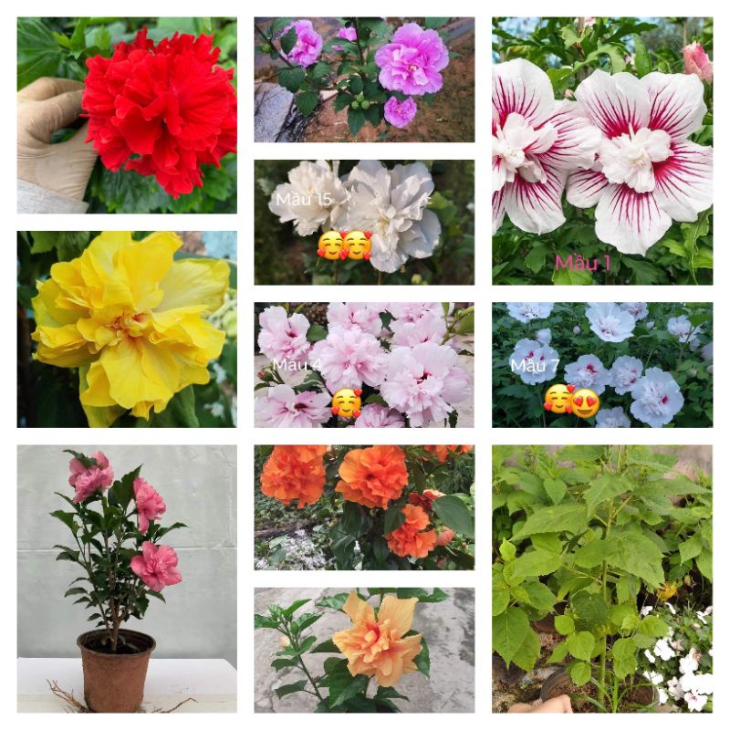 Cây râm bụt đang nụ