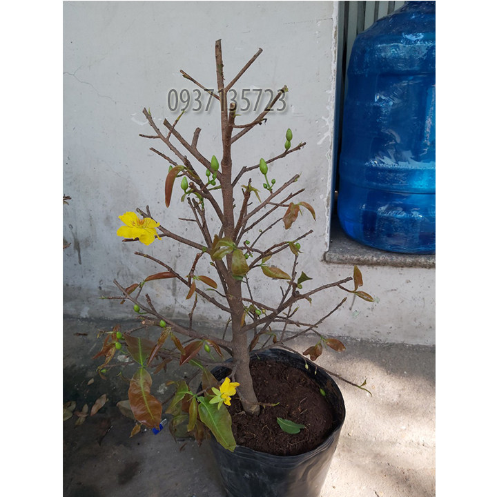 [HCM]cây mai vàng cây  trung ( mai giảo từ 6-12 cánh )