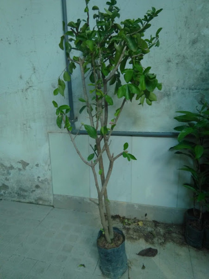 Cây sơ ri- chiều cao khoảng 1m