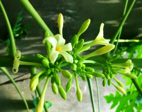 Hạt giống cây đu đủ đực - 1 gói 20 hạt