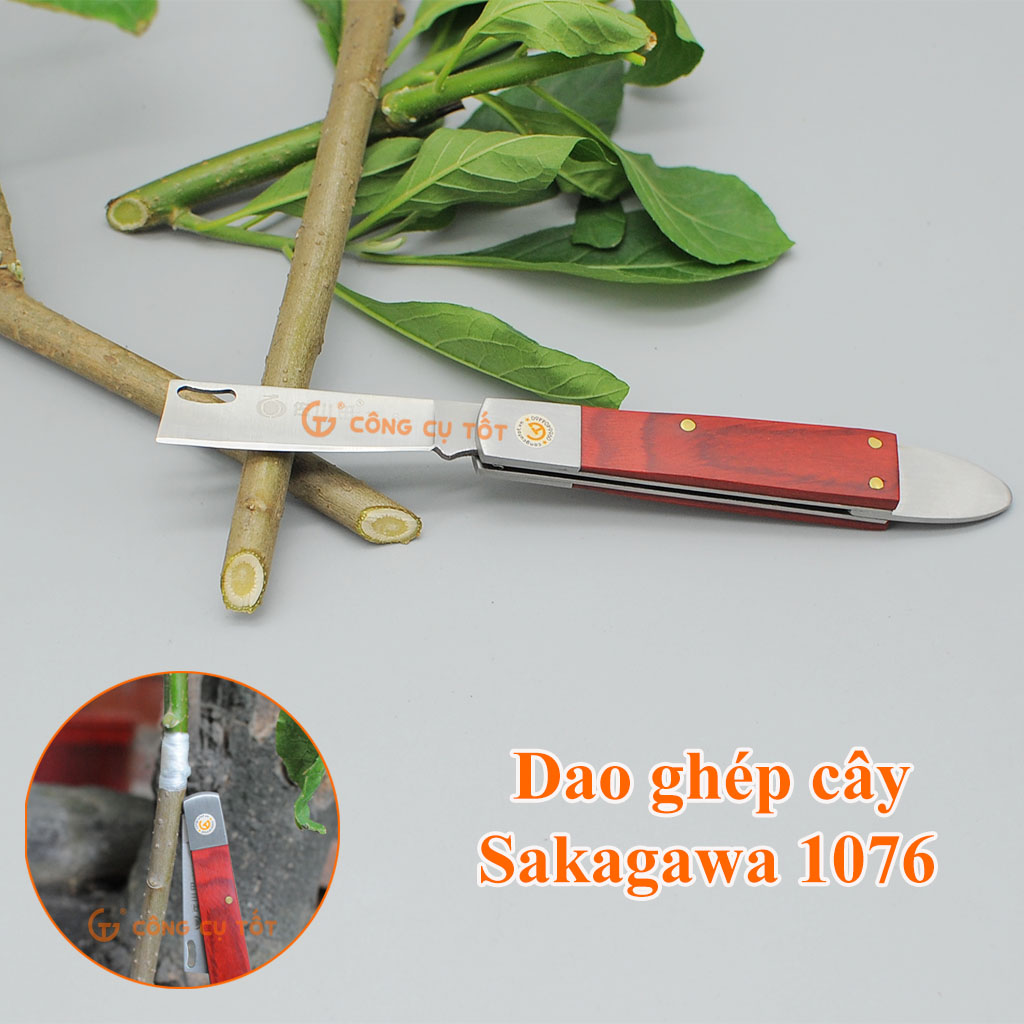Dao ghép cây Sakagawa 1076 để ghép cành