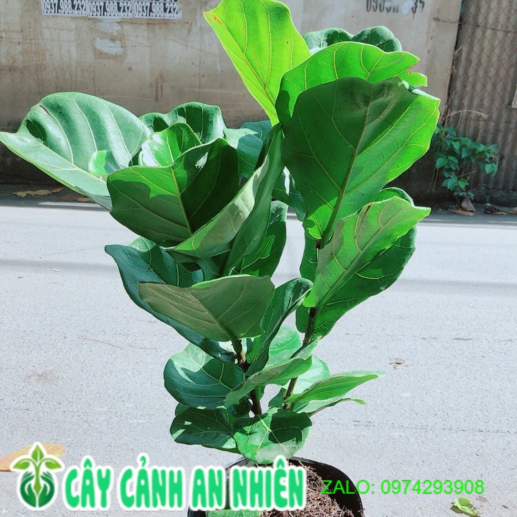 Cây bàng singapore cao 70-80cm