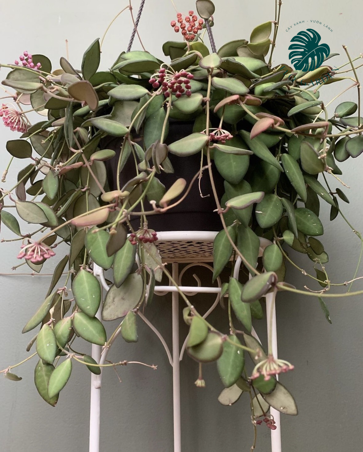 Cẩm cù Hoya DS-70/Bilobata: Lá đẹp, hoa đỏ thẫm