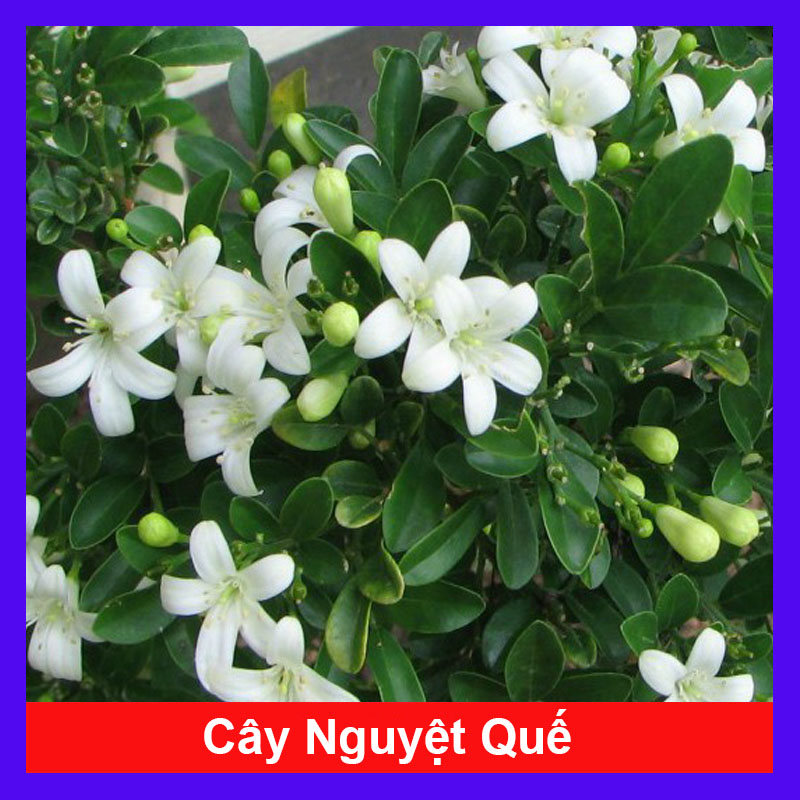 Cây Nguyệt Quế hoa thơm - Cây cảnh sân vườn