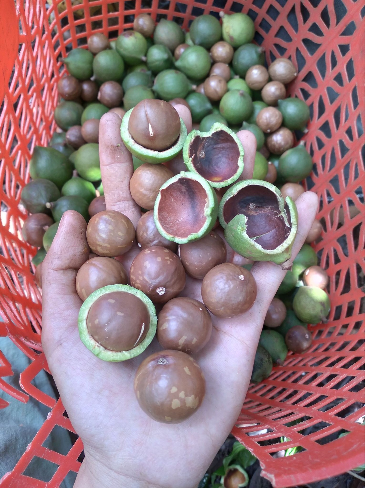 500gr hạt macca tươi đã tách vỏ xanh