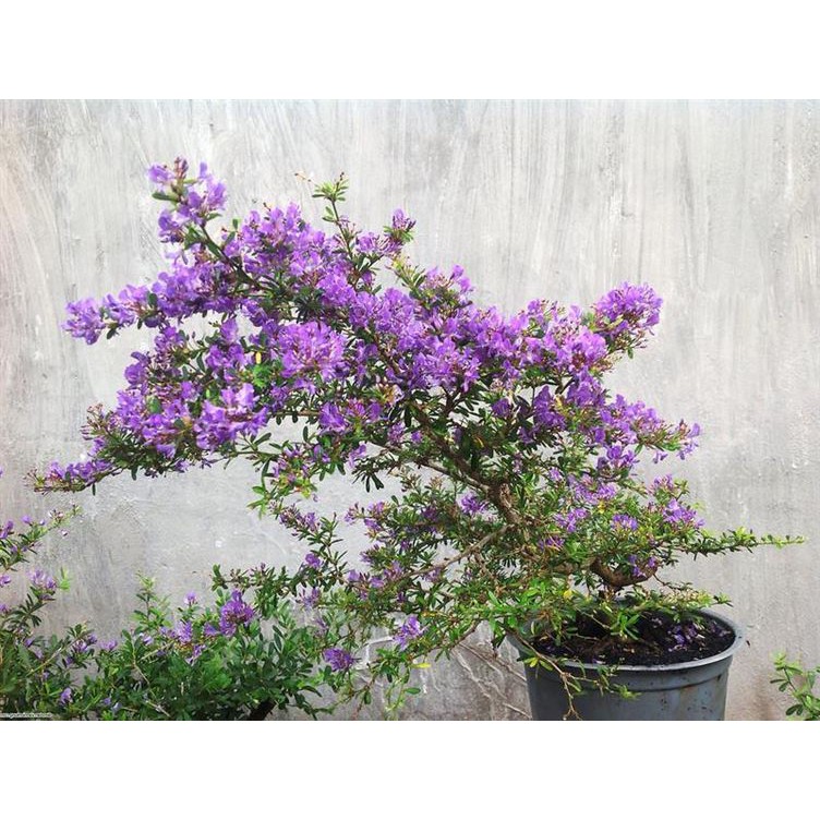 Cây Giống Hoa Linh Sam Tím Bonsai