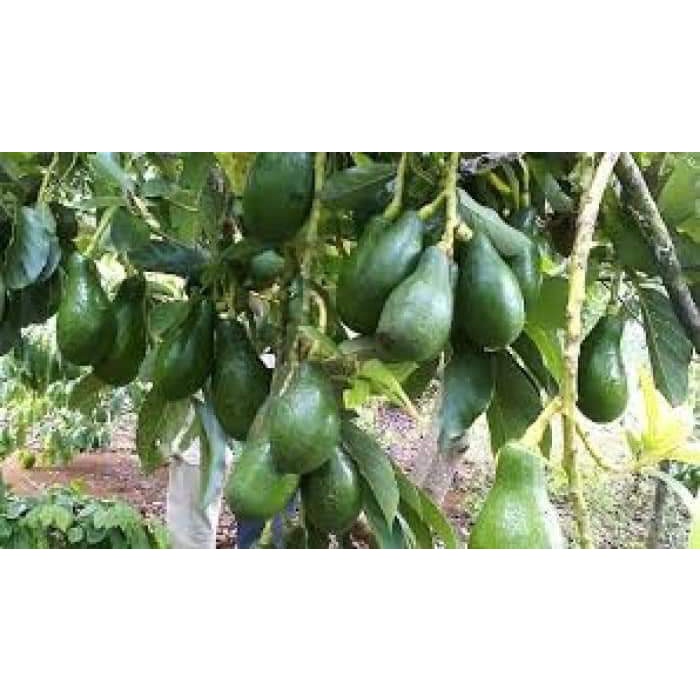 Cây giống Bơ sáp lùn Thái Lan ( cây ghép - mau trái ) ( sản phẩm có bảo hành toàn quốc)