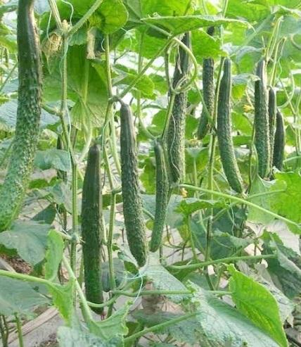 Hạt giống DƯA LEO NHẬT  (dưa chuột nhật)