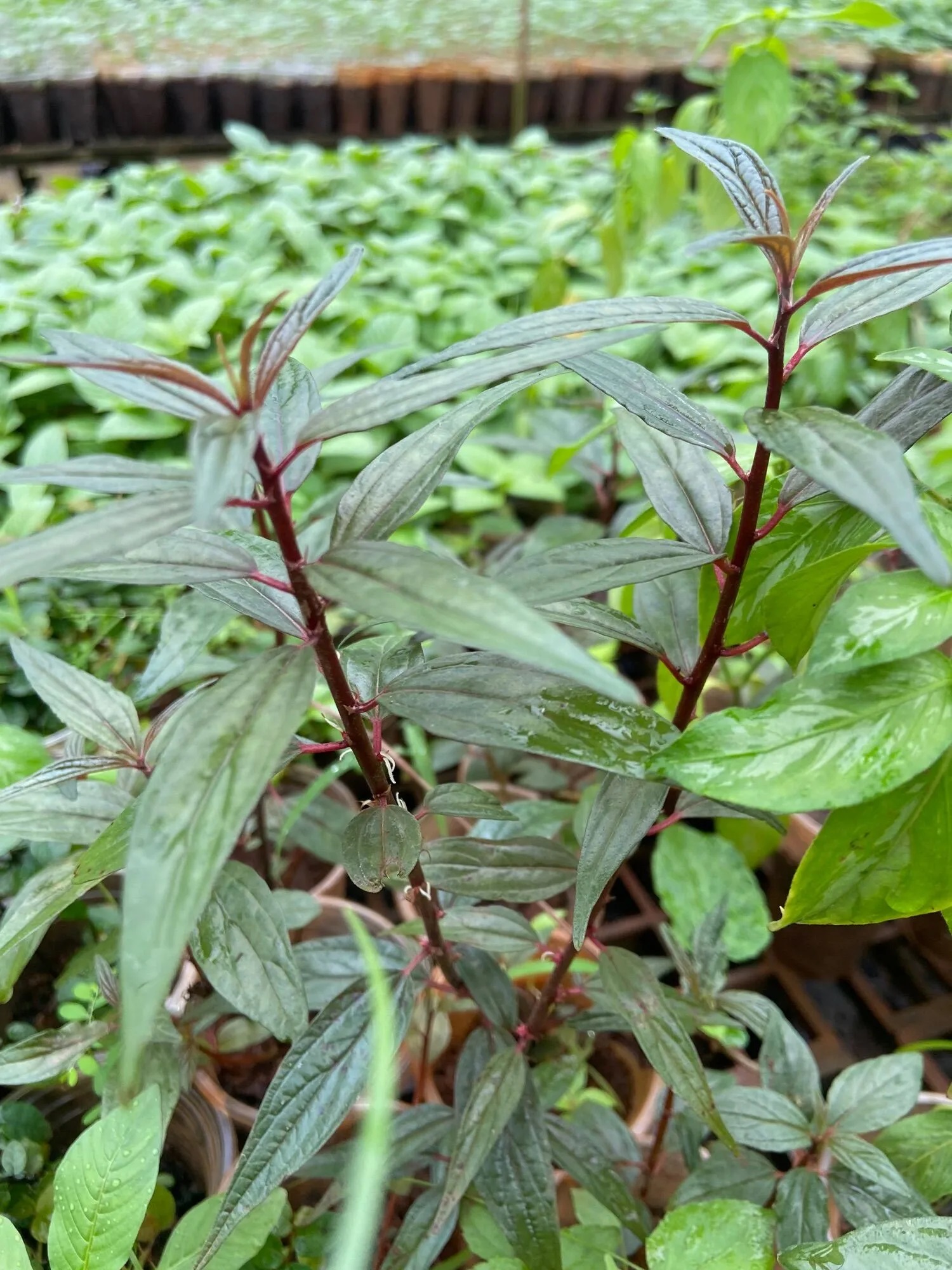 Cây Bọ Mắ.m ( Thuoc Dòi)