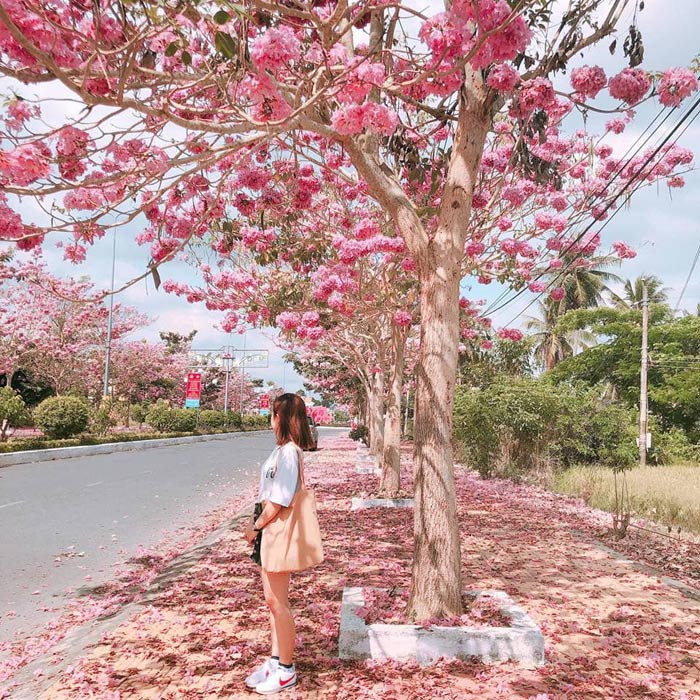 Cây Kèn Hồng - cây cảnh sân vườn