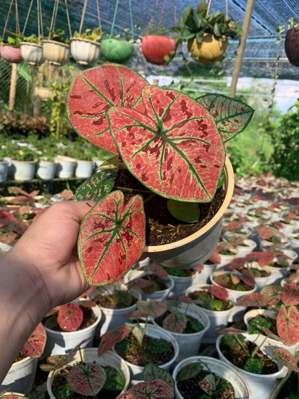 Cây giống Môn Dâu Tây Đỏ - Red Strawberry Caladium