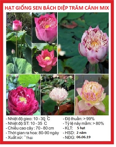 Combo 5 gói hạt giống sen bách diệp - Vàng hồng trắng tím đỏ