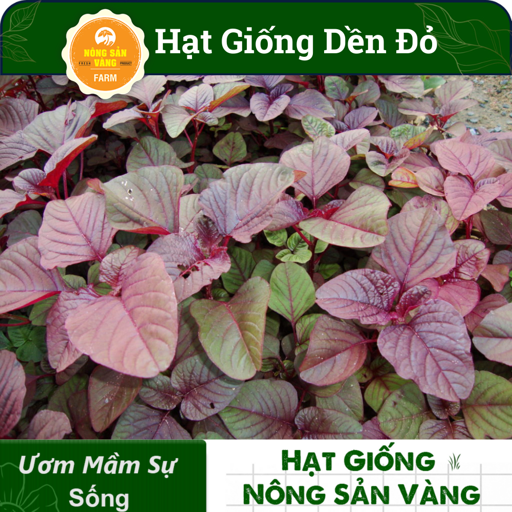 Hạt giống Rau Dền Đỏ, Tỉ Lệ Nảy Mầm Cao, Sinh Trưởng Và Phát Triển Khỏe, Năng Suất Cao (Gói 20 Gram) - Nông Sản Vàng
