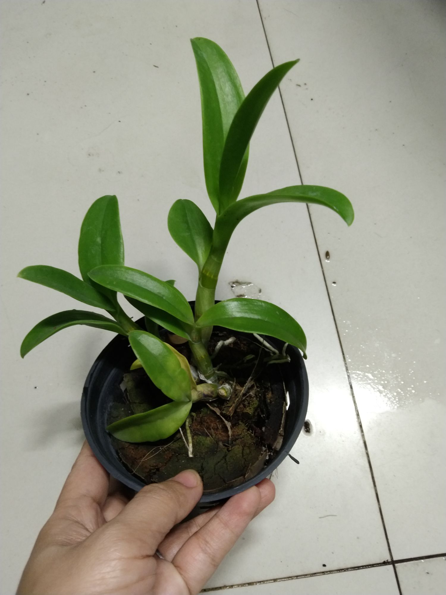 Hoa lan Denro nắng 3 vàng 3 đỏ hoa thơm
